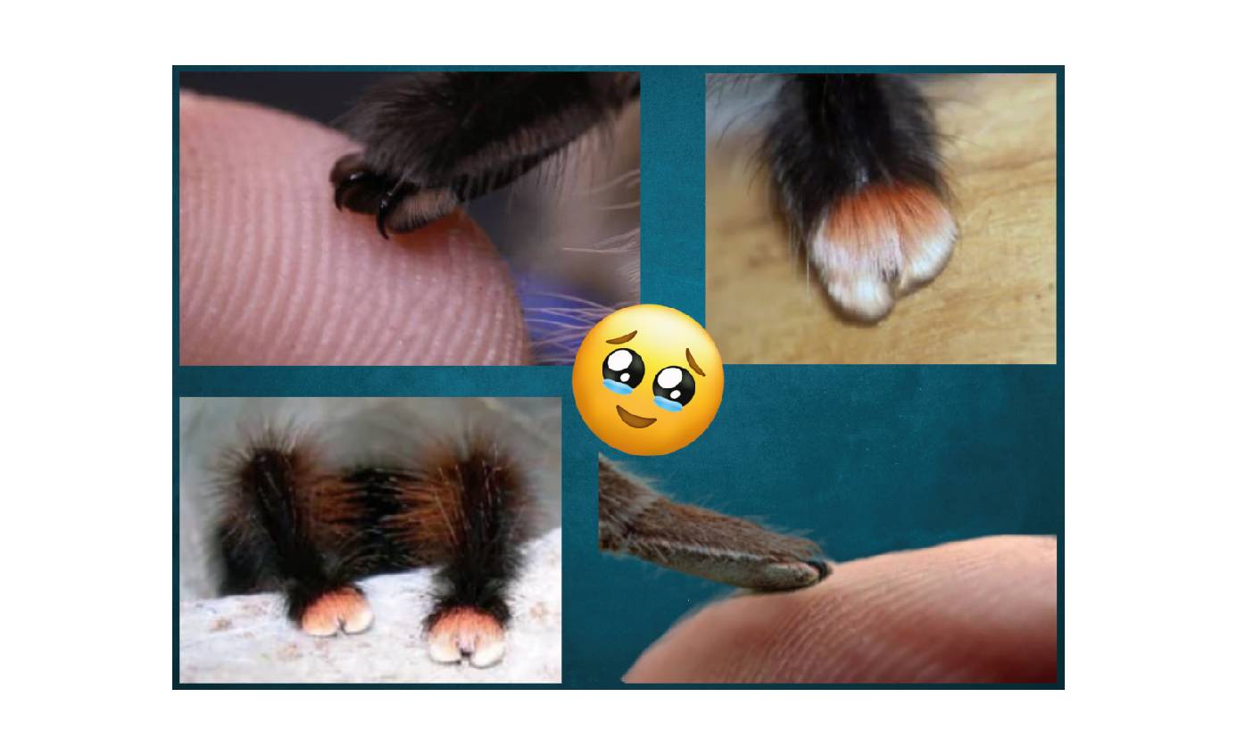 A collage of closeup spider paws, or tarsi.