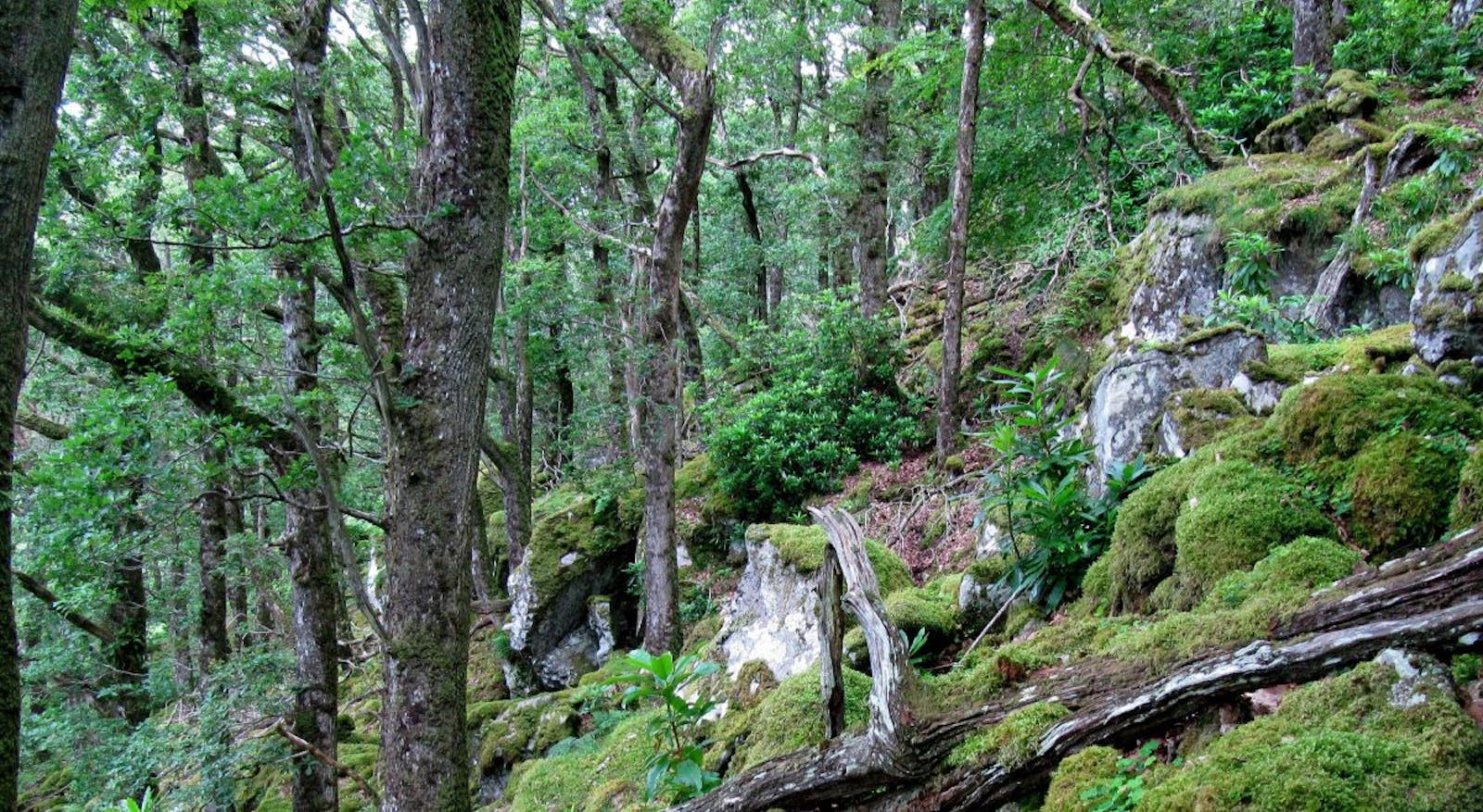 Celtic Broadleaf Forests