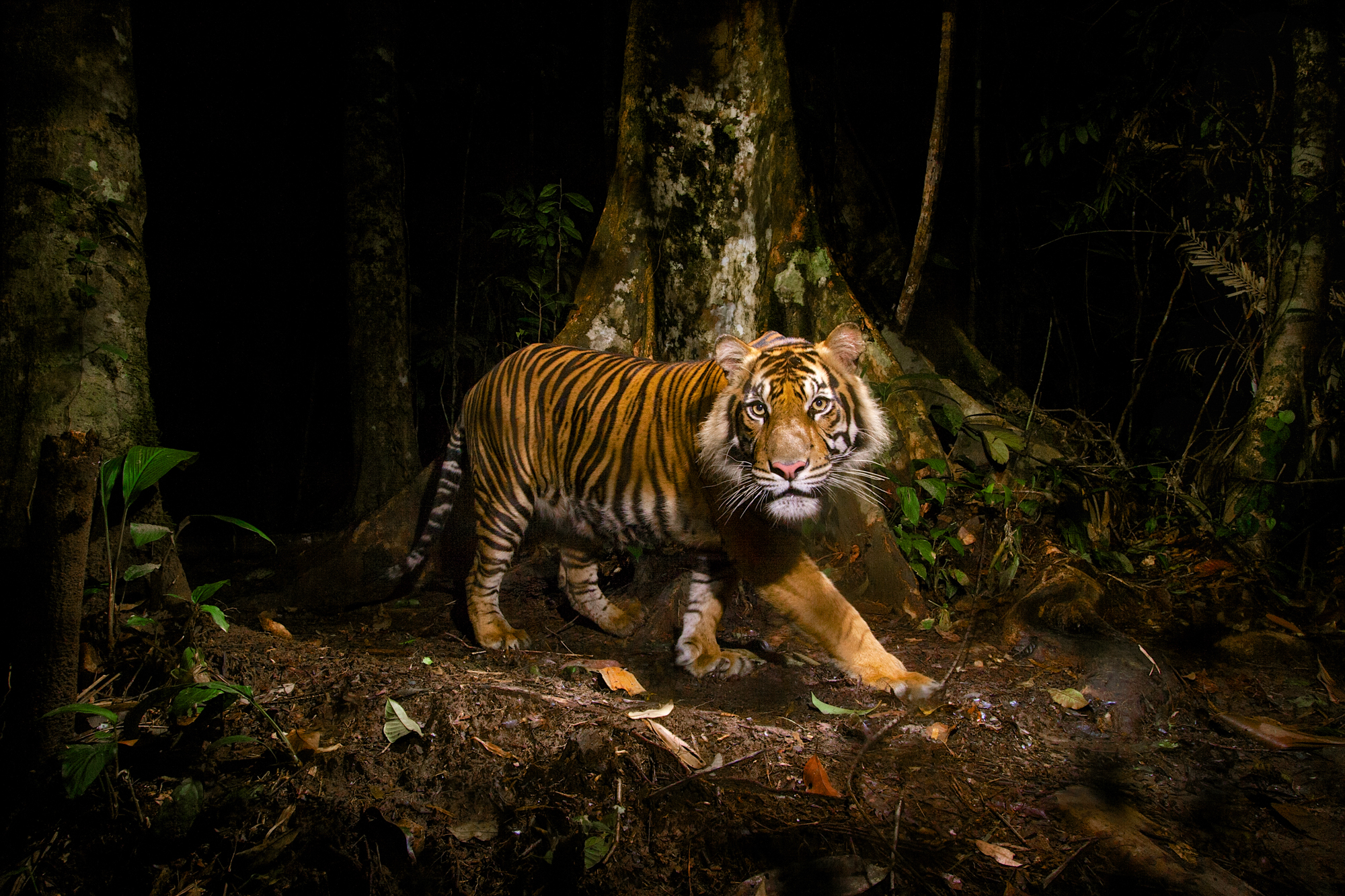 Sumatran tiger, facts and photos