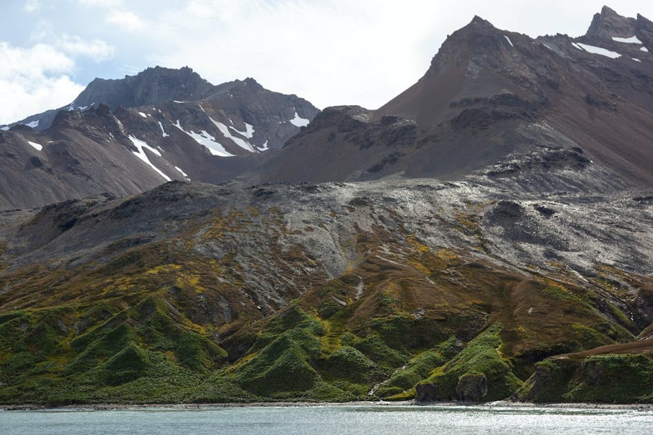 Scotia Sea Islands Tundra | One Earth