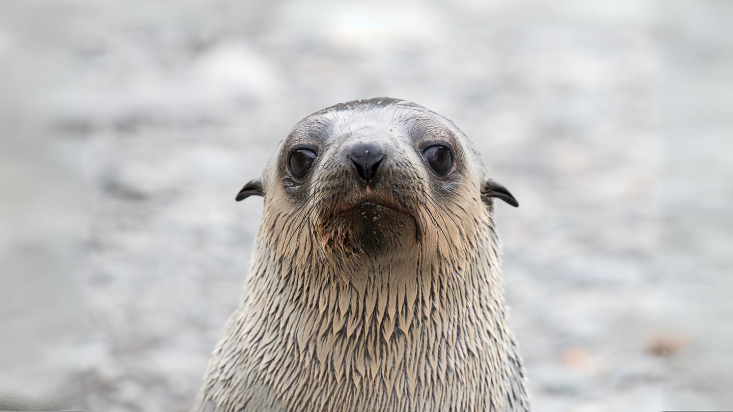 How the Antarctic fur seal came back from the brink of extinction