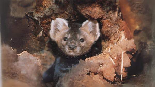 Siberia’s hidden gem: The life, ecology, and conservation of the sable