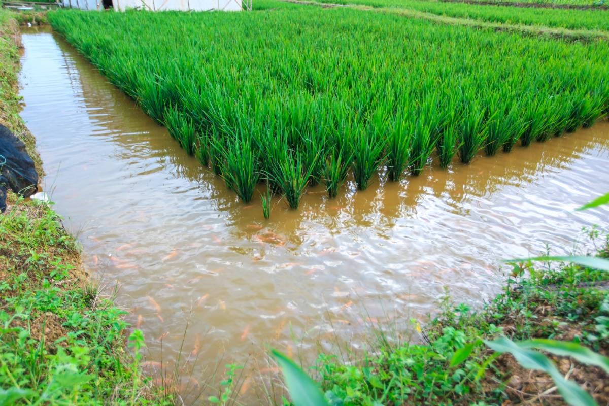 The ancient tradition of rice fishing has multiple modern benefits