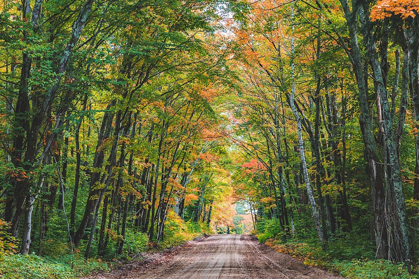 Northern Great Lakes Forests (NA11)