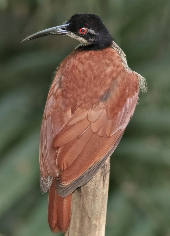 Twelve-wired Bird of Paradise. Image credit: Wikipedia, Doug Janson (CC by 3.0)