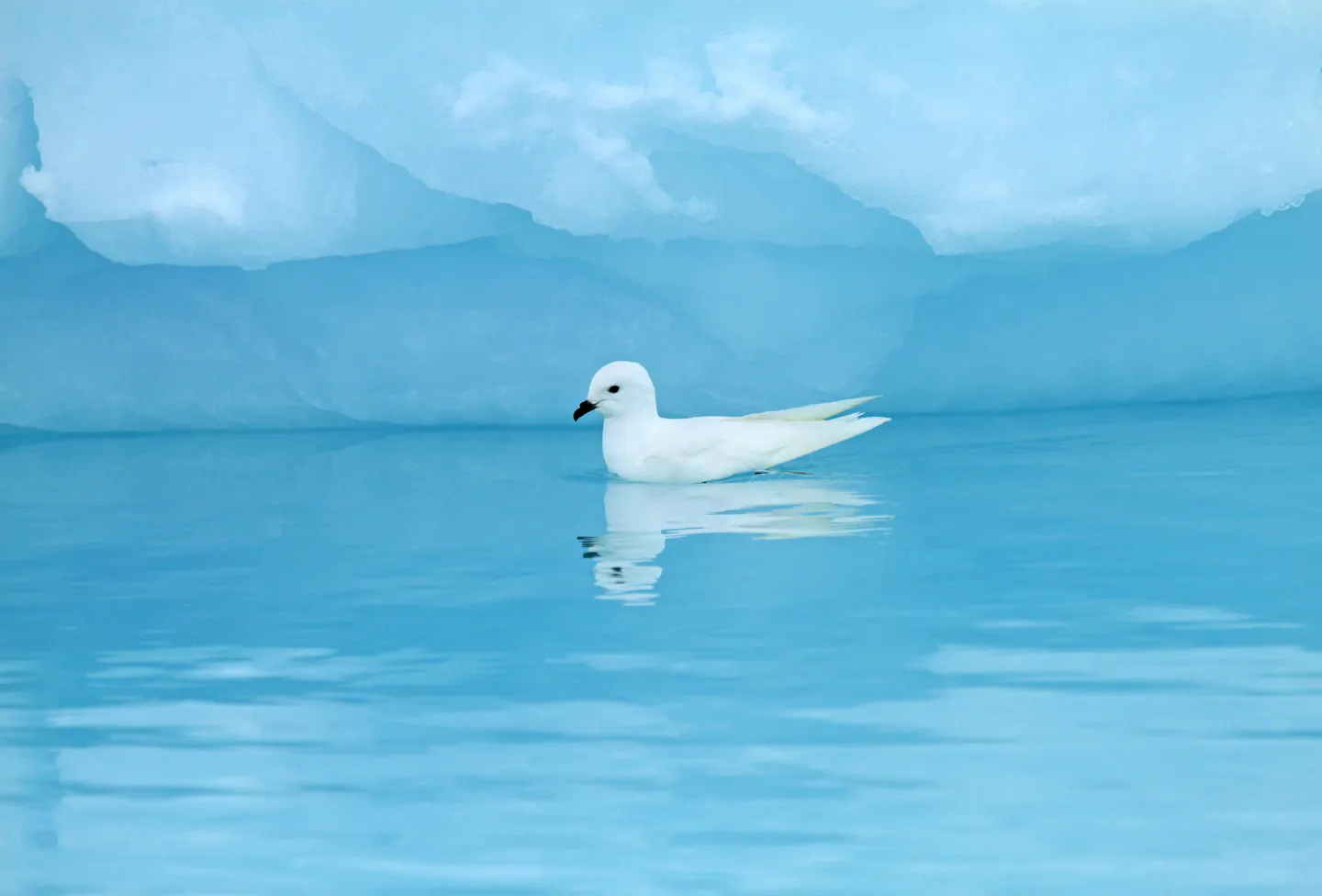 How the snow petrel thrives at the frozen edge of the world