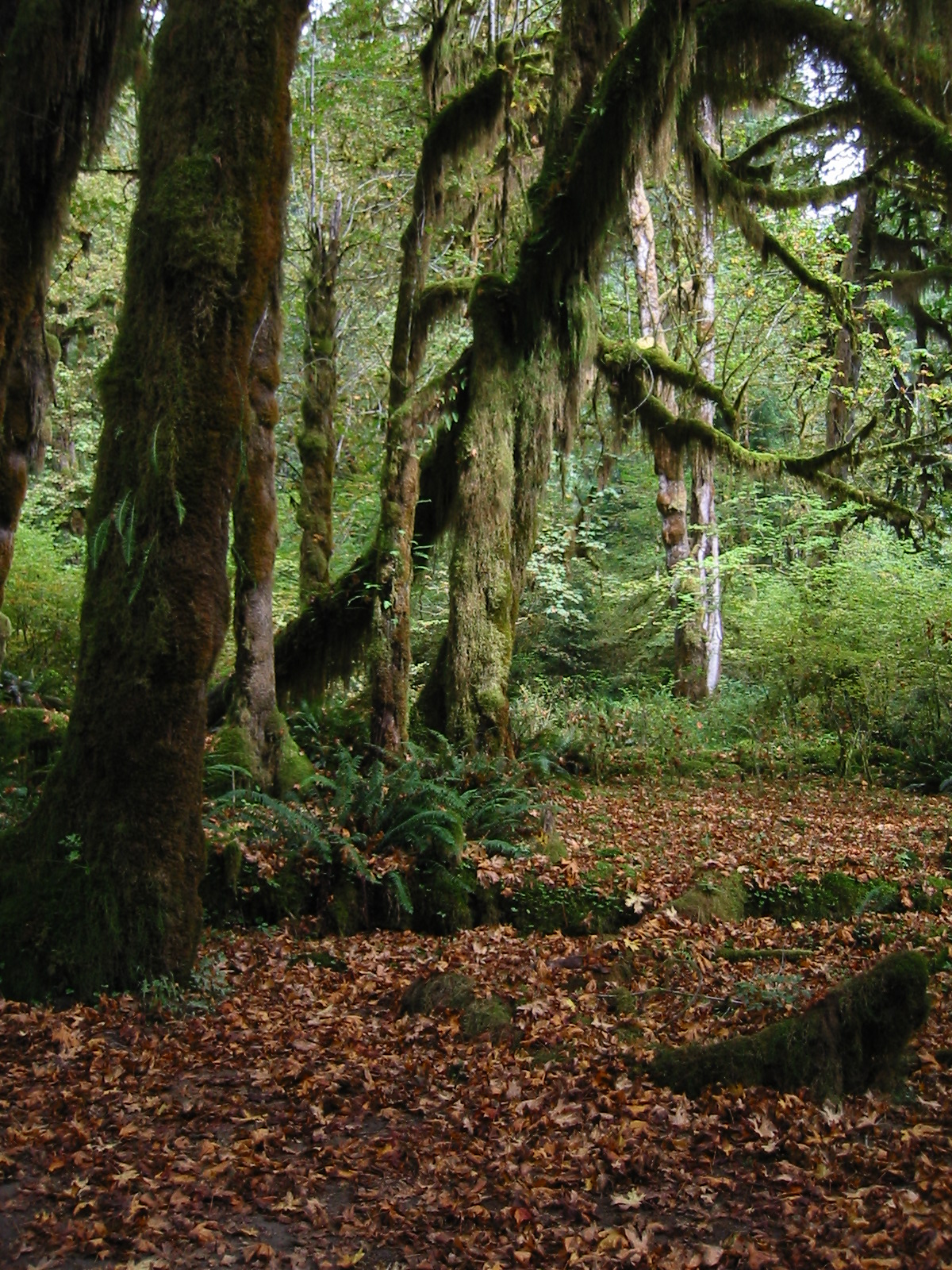 pacific northwest forest