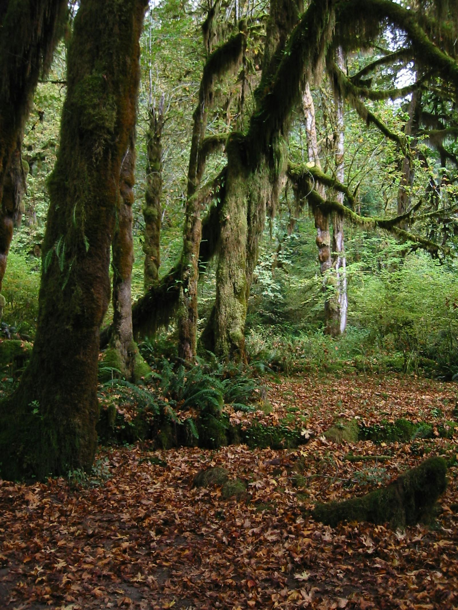 Central Pacific Northwest Coastal Forests