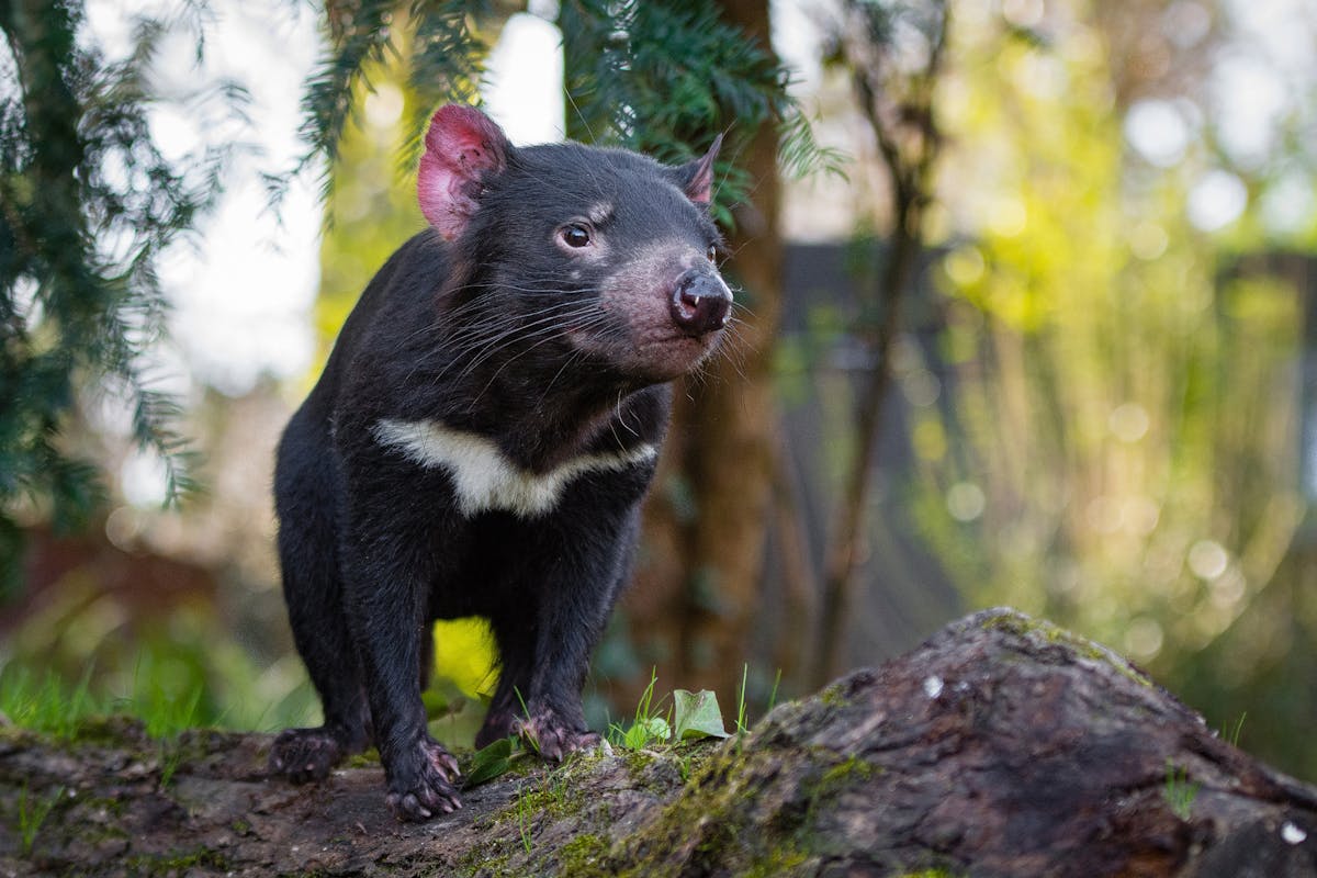 Tasmanian devils: fierce predators with the strongest bite per body mass