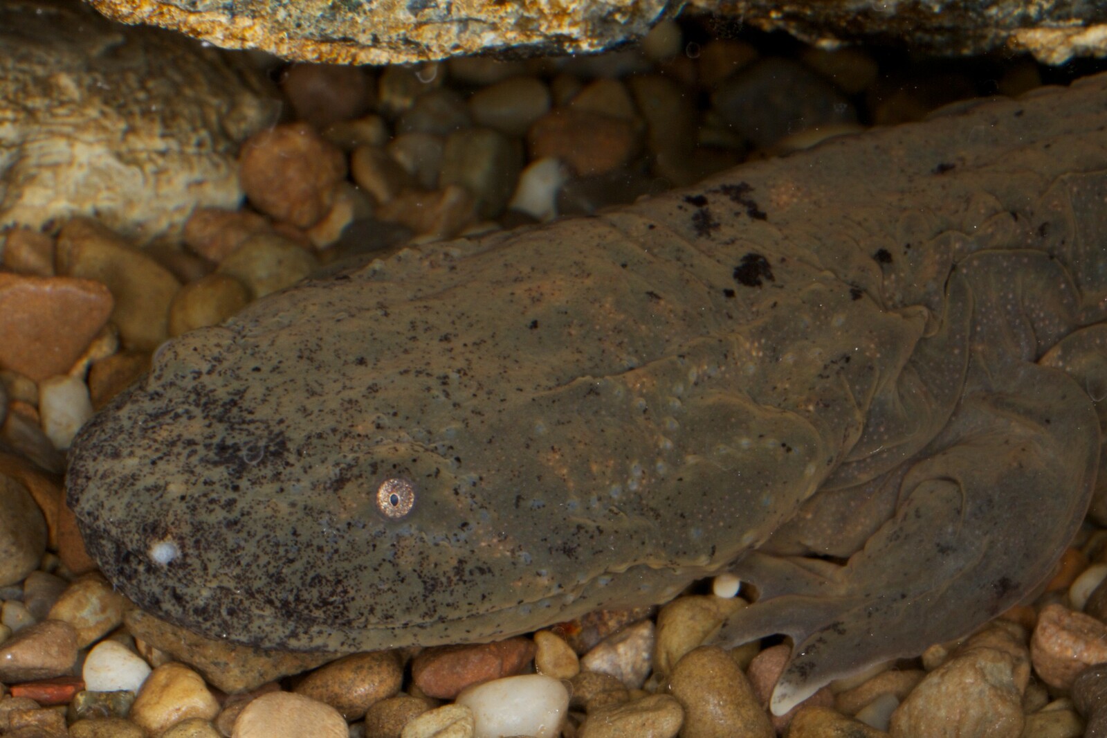 The Ozark hellbender, a subspecies found only in parts of Missouri and Arkansas, is federally endangered with fewer than 600 individuals left in the wild. Image Credit: Brian Gratwicke, Flickr. The Ozark hellbender, a subspecies found only in parts of Missouri and Arkansas, is federally endangered with fewer than 600 individuals left in the wild. Image Credit: Brian Gratwicke, Flickr.