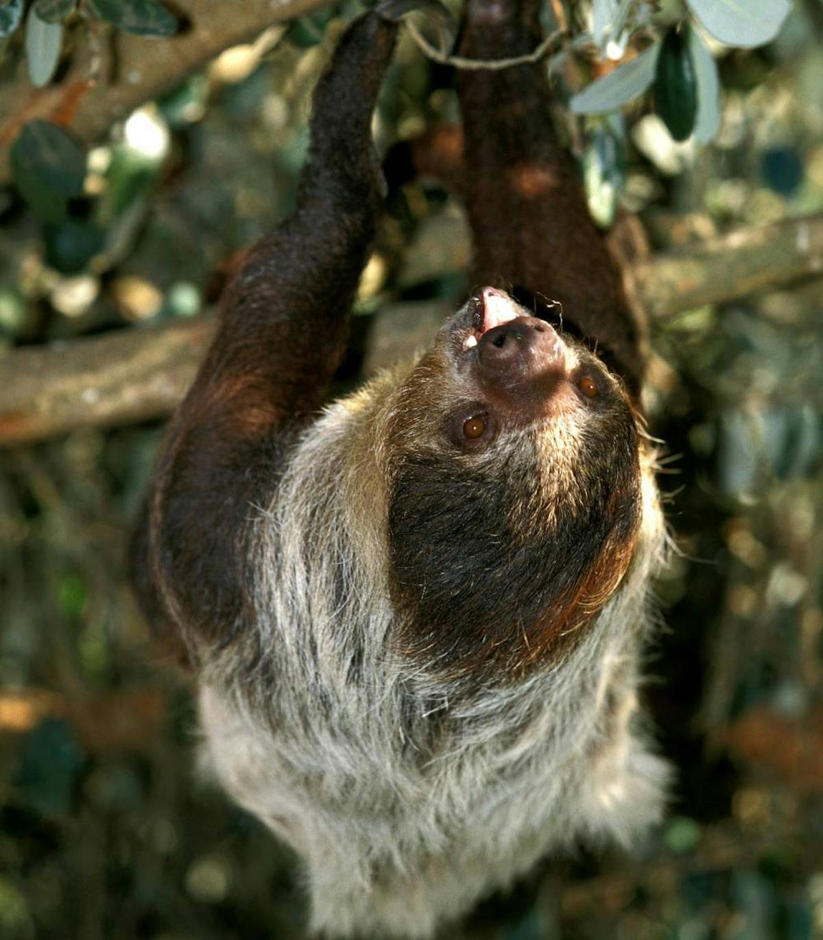 Maned three-toed sloth: a charming species that aids growing trees