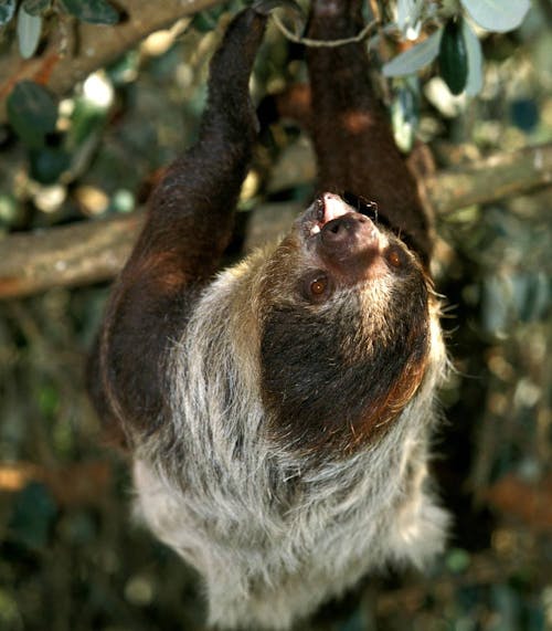 Maned three-toed sloth