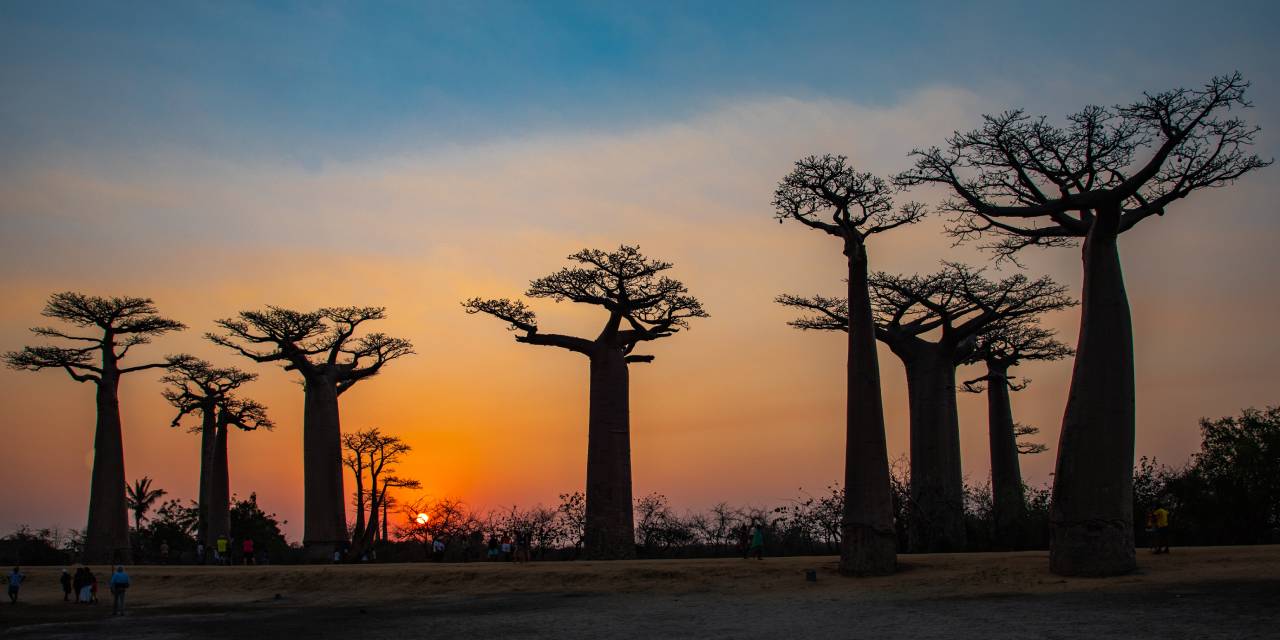 Baobab trees along Baobab Alley at sunset near Morondava, Madagascar. Photo ID 129751562 © Rinus Baak | Dreamstime.com