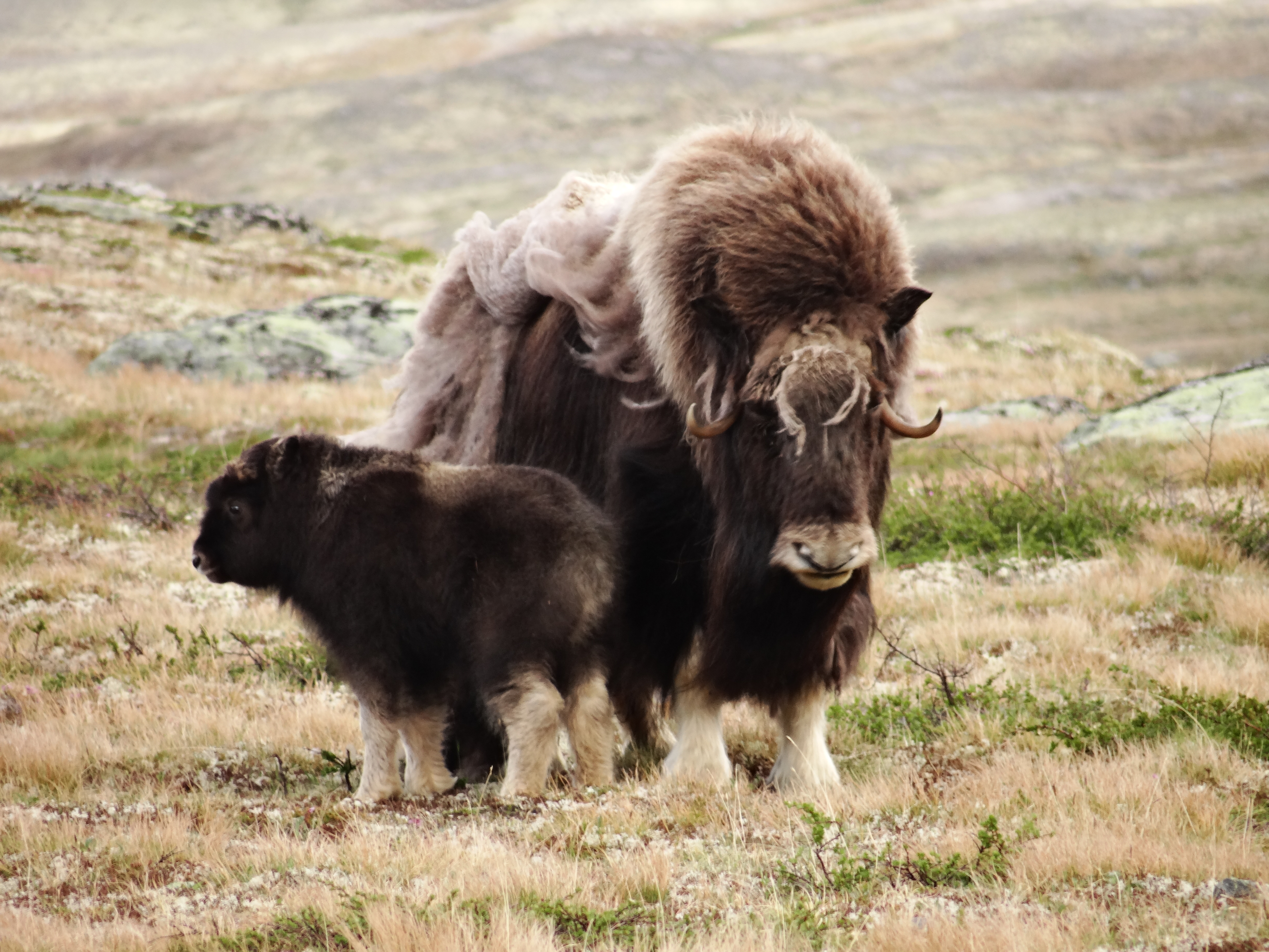 A mother muskox and this year's calf. Image Credit: Dration, Flickr.