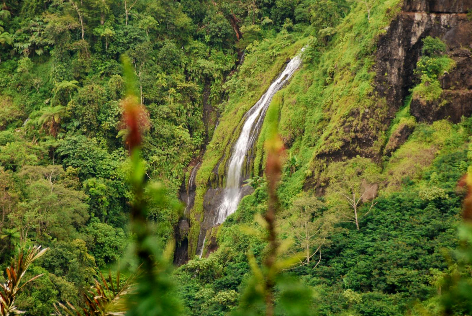 Western Java Rainforests | One Earth