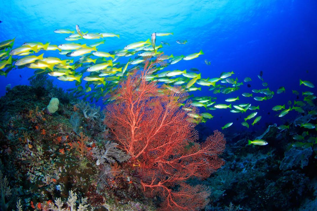 Protected Seas