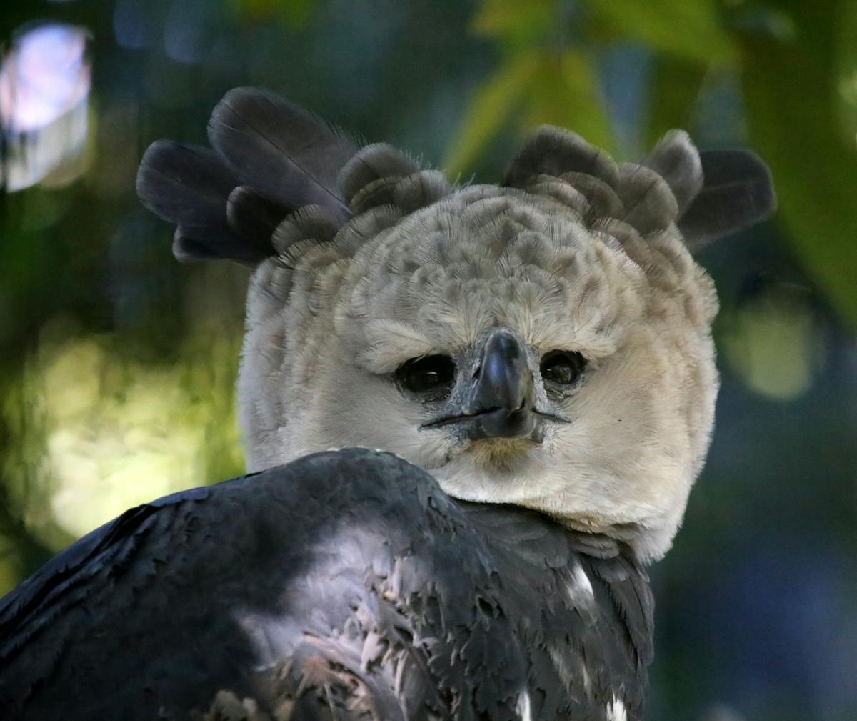 Bird alive! What the devil is a harpy eagle?