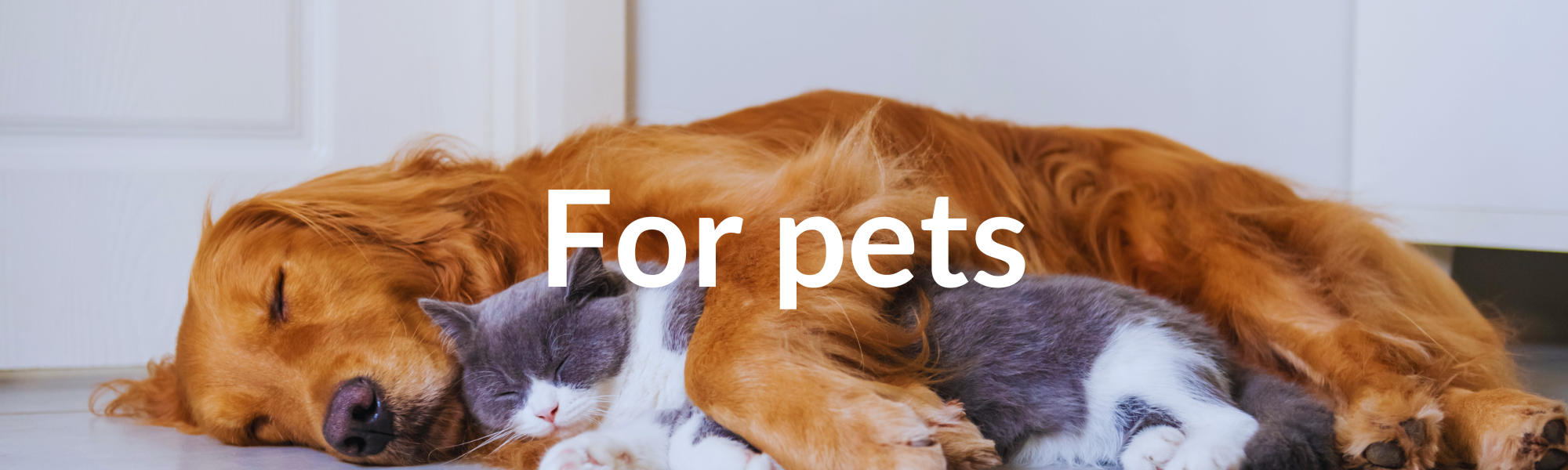 For pets banner. Image Credit: One Earth Canva.