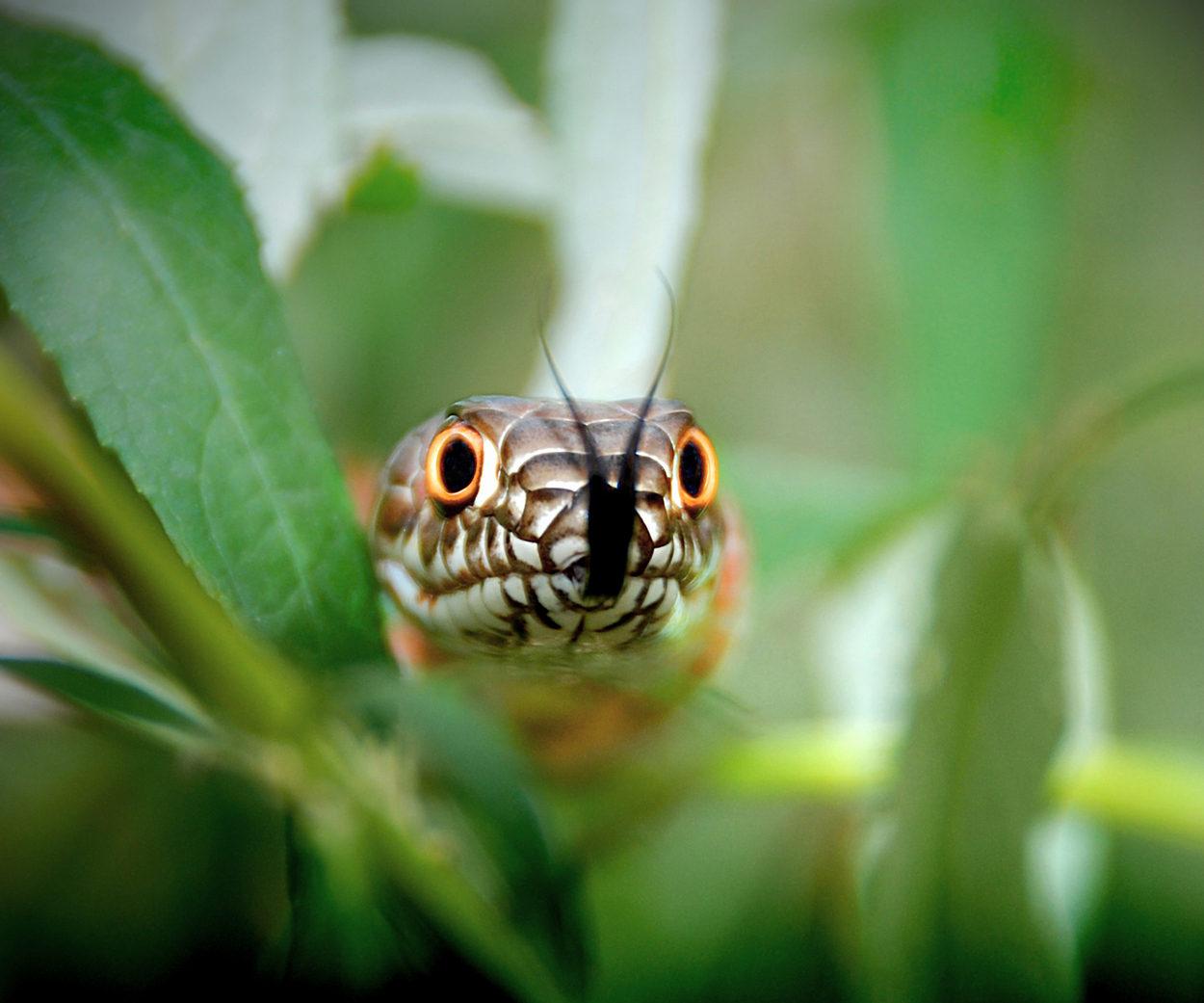 Poisonous snake in in green plants