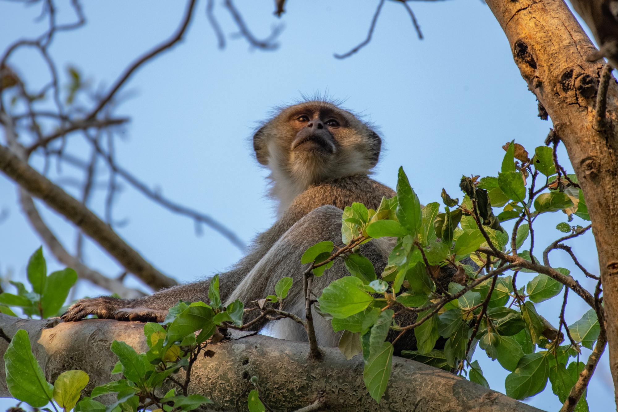 Image courtesy of Boyes - Velvet Monkey at Mabwe - Upemba National Park