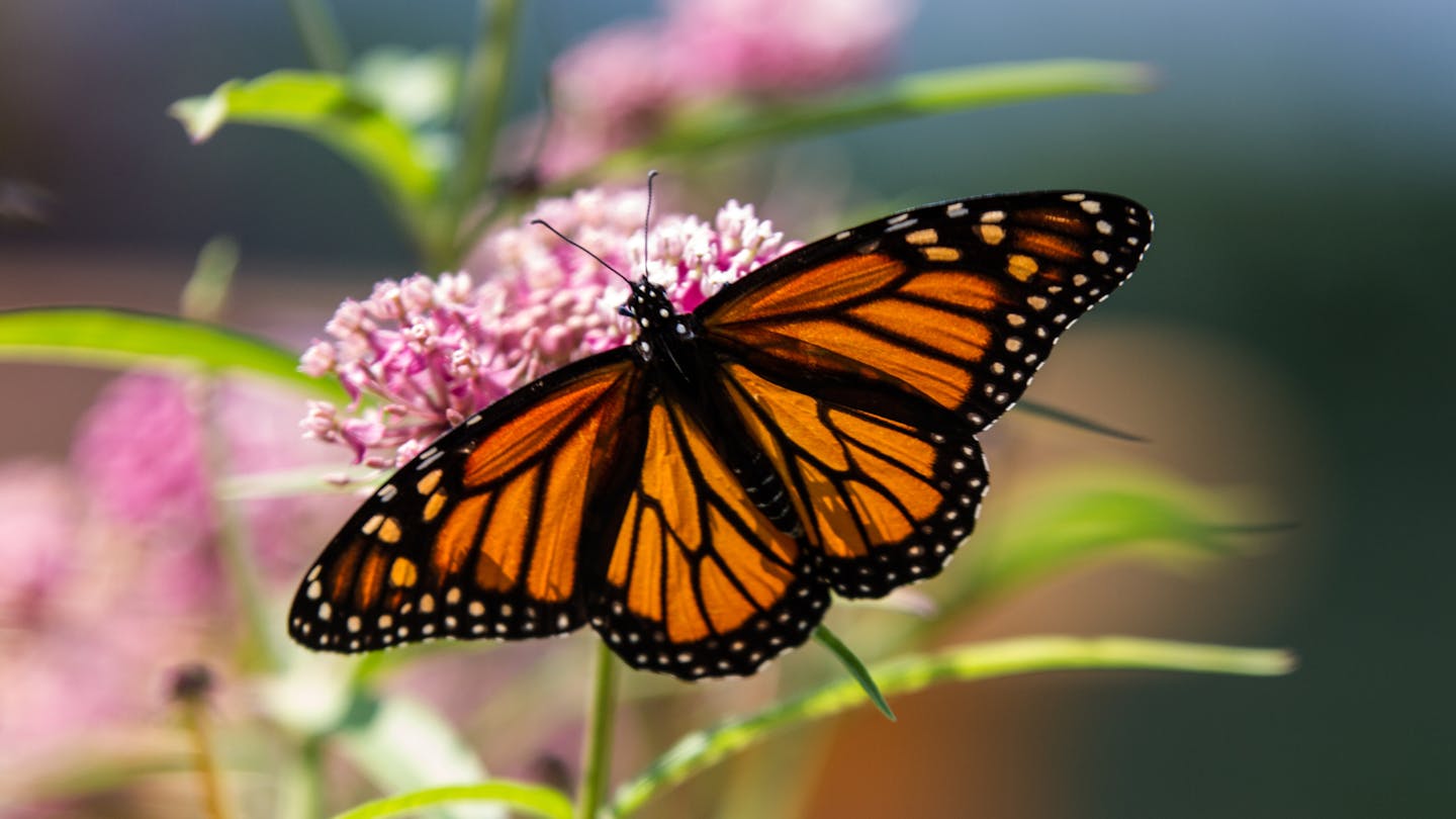 The monarch butterfly: Nature's delicate voyager