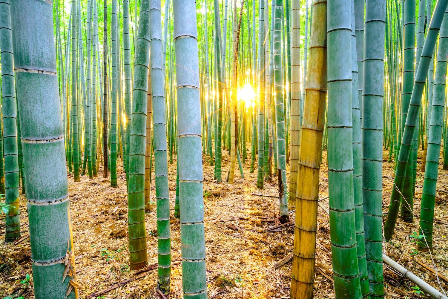 The wonders of bamboo groves: Natures climate solution and sustainable  resource | One Earth