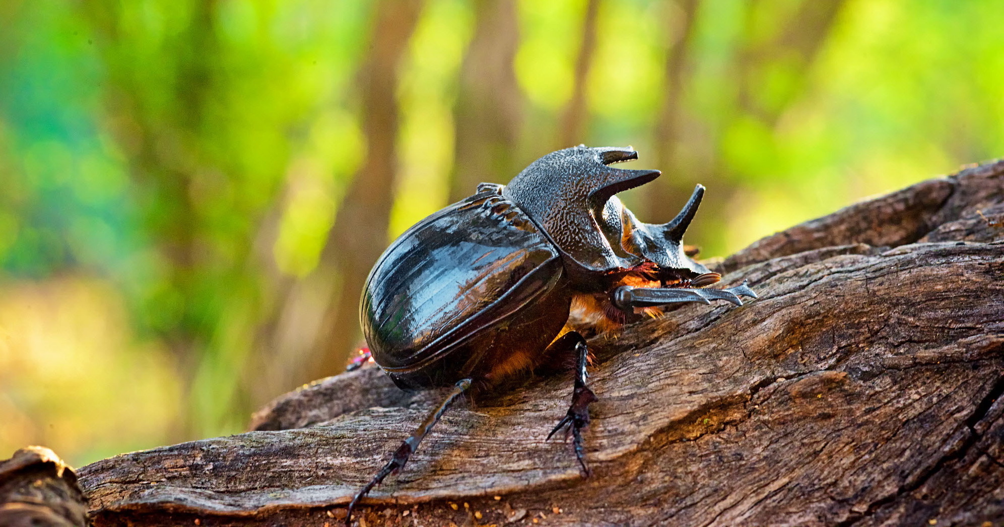 hercules rhinoceros beetle