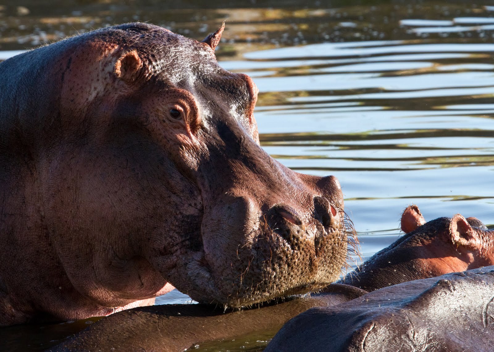 Hippos in Ruaha National Park, Tanzania. Image credit: Courtesy of Grégoire Dubois