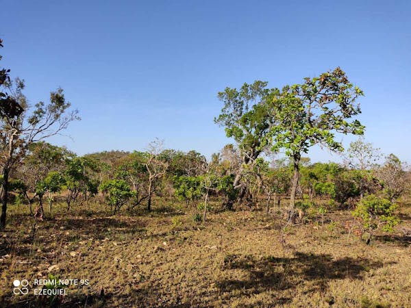 Fire prevents fire, saving Brazil's savannah from destruction