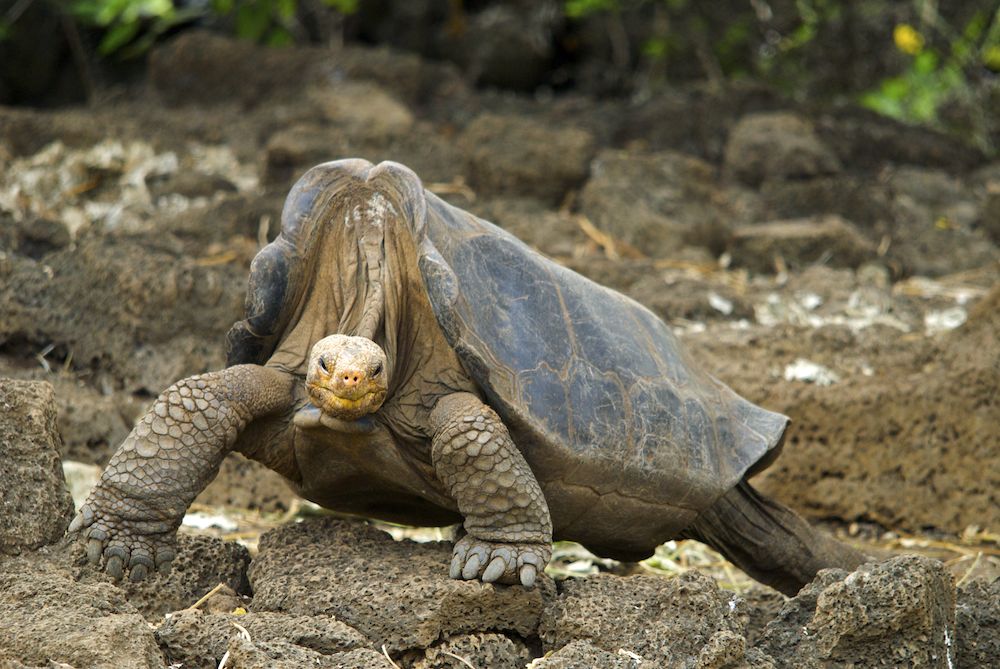 As the last known Pinta Island tortoise, Lonesome George came to represent both the consequences of ecological loss and the responsibility of long-term conservation. Image Credit: Arturo de Frias Marques, Wiki Commons. As the last known Pinta Island tortoise, Lonesome George came to represent both the consequences of ecological loss and the responsibility of long-term conservation. Image Credit: Arturo de Frias Marques, Wiki Commons.