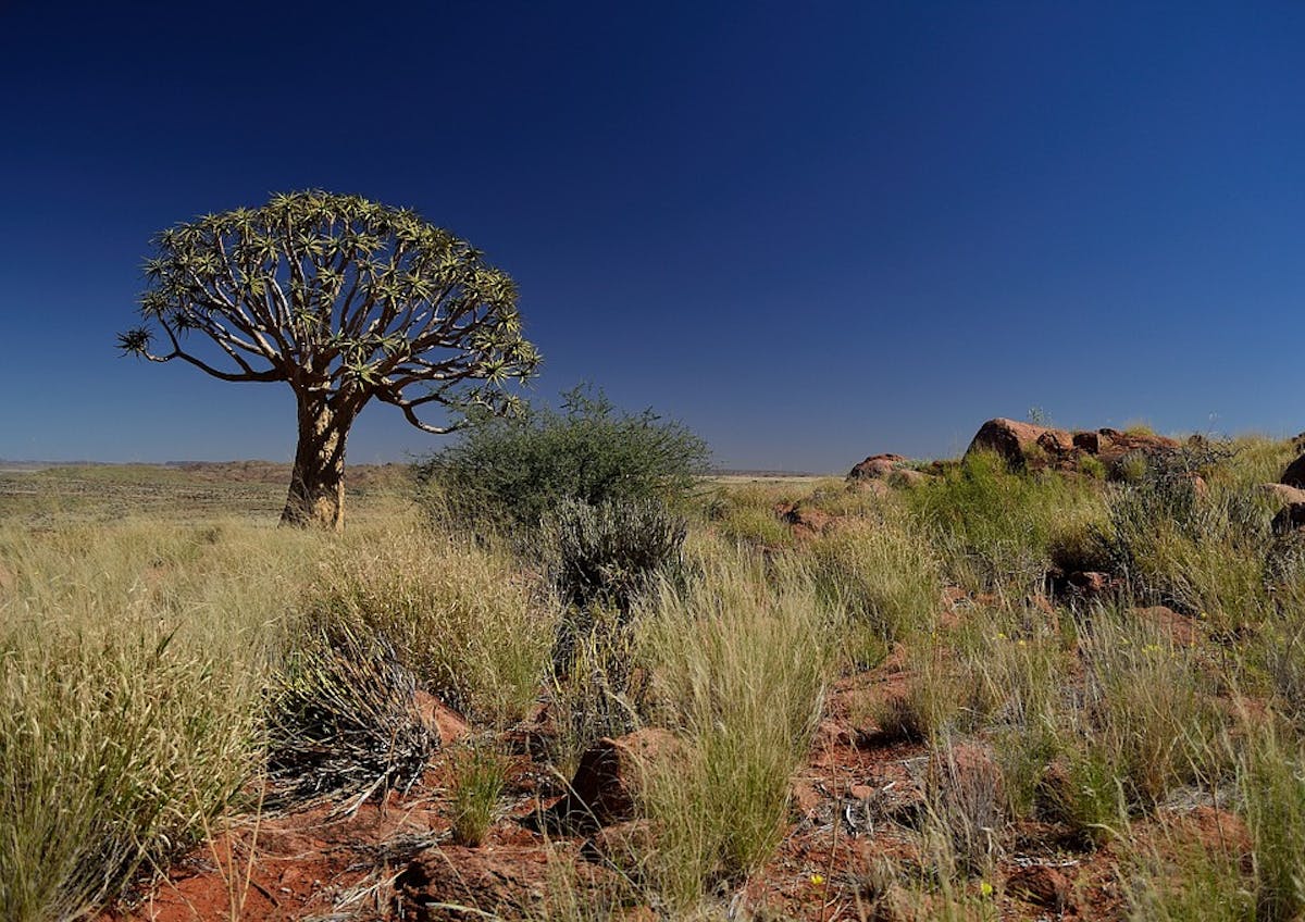 Greater Karoo & Kalahari Drylands (AT9)