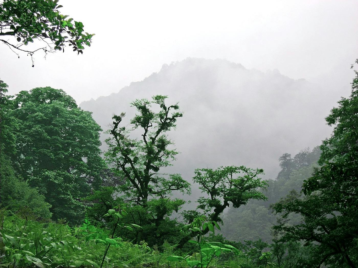 South Caspian Coastal & Mountain Mixed Forests (PA28)