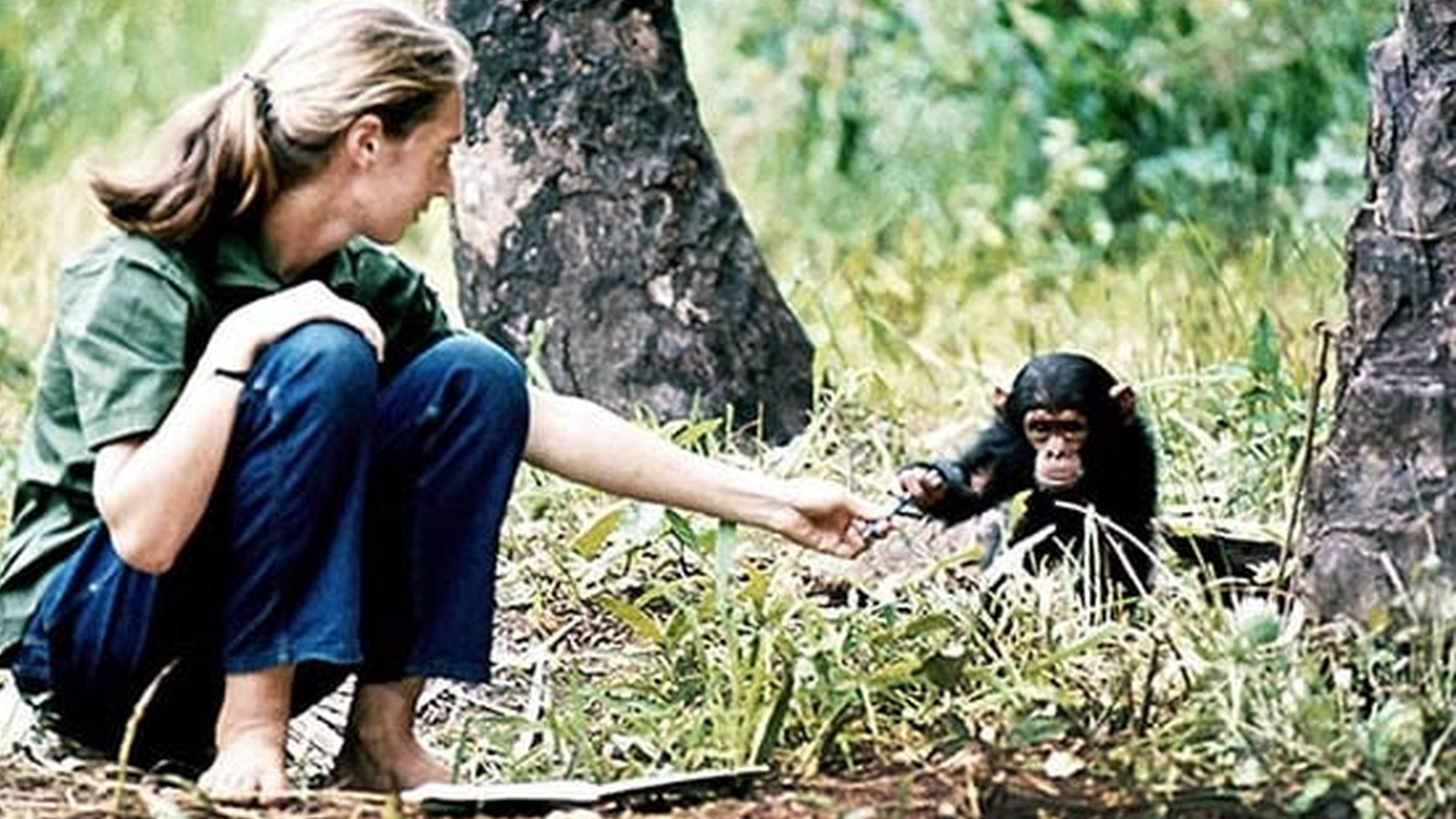 Young researcher Jane Goodall with baby chimpanzee Flint at Gombe Stream Research Center in Tanzania. Image Credit: © The Jane Goodall Institute.