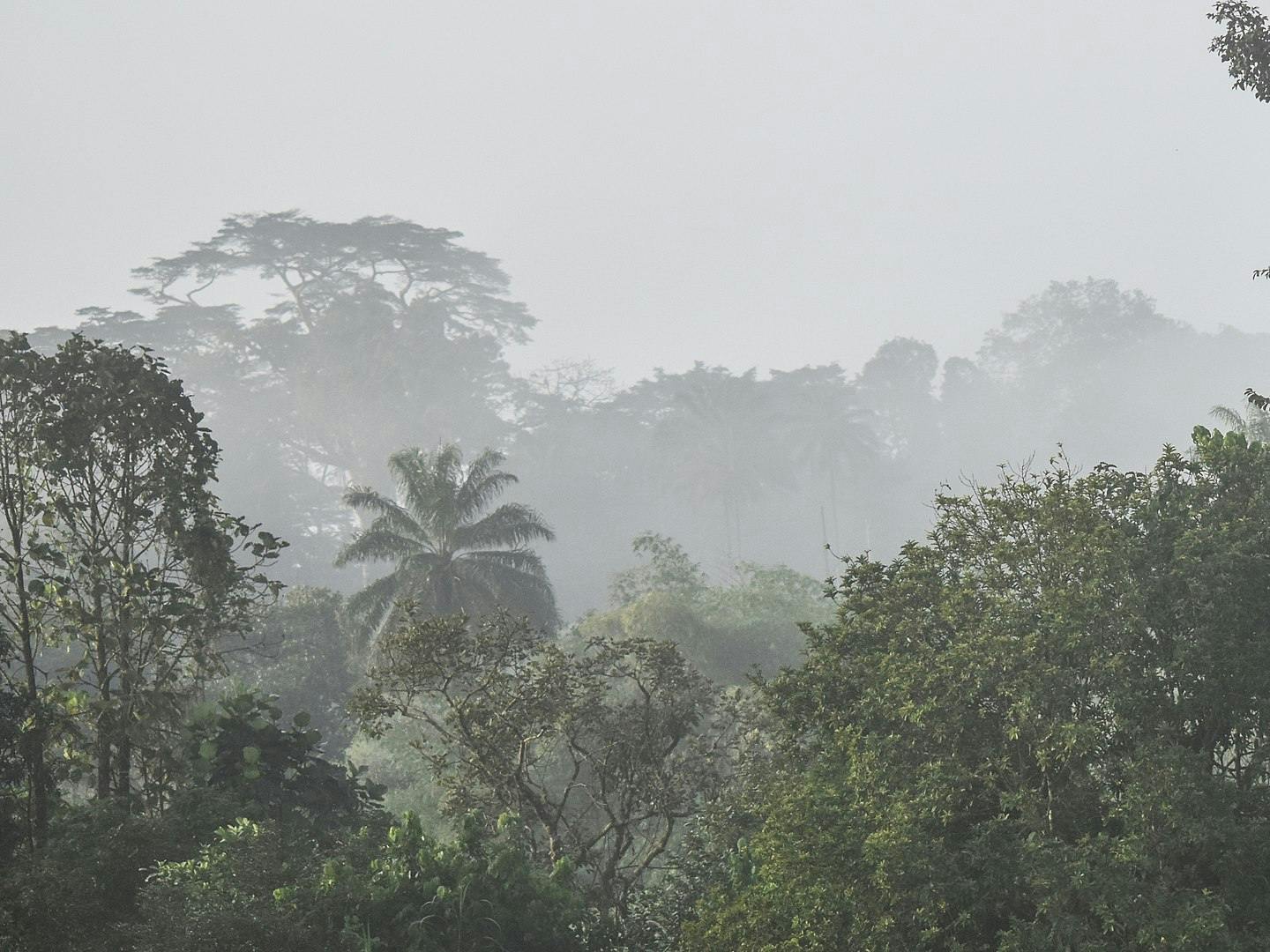 Guinean Montane Forests One Earth