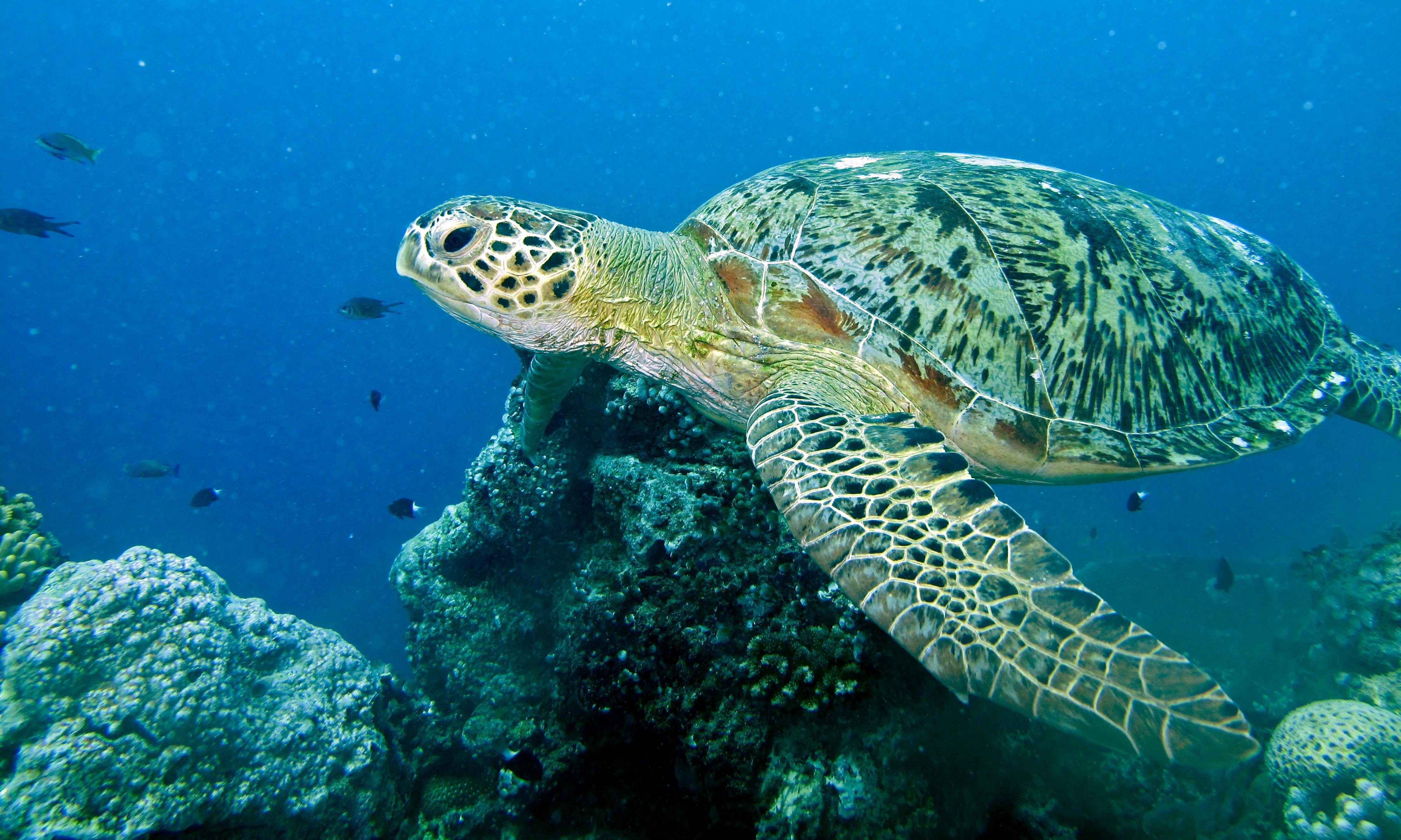 Maldives-Lakshadweep-Chagos Archipelago Tropical Moist Forests | One Earth