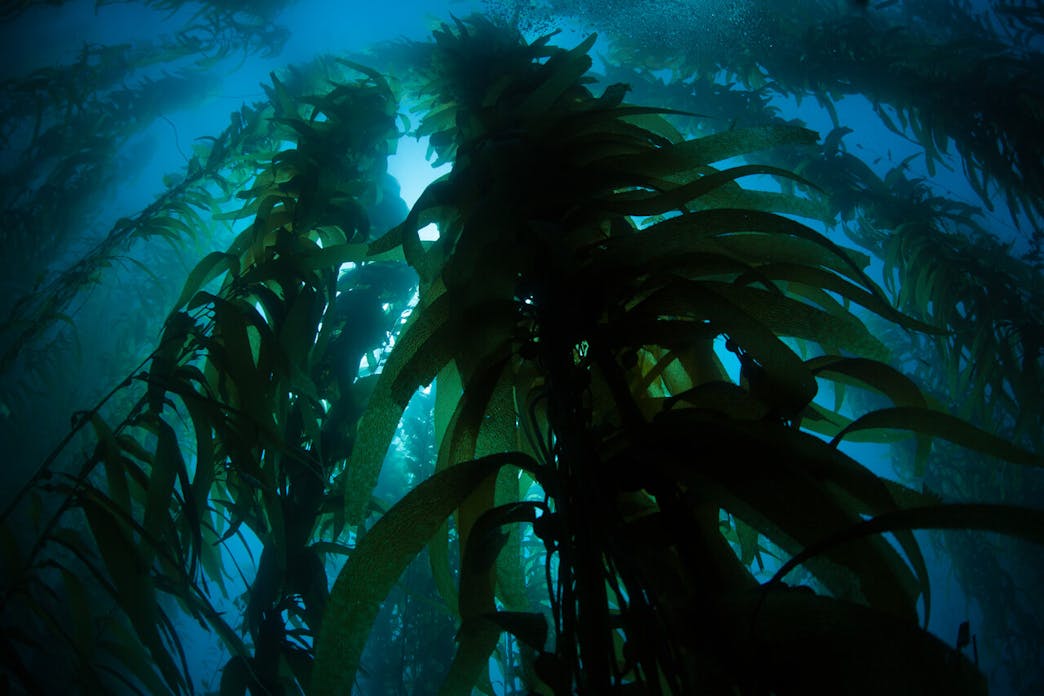 Ocean Conservation