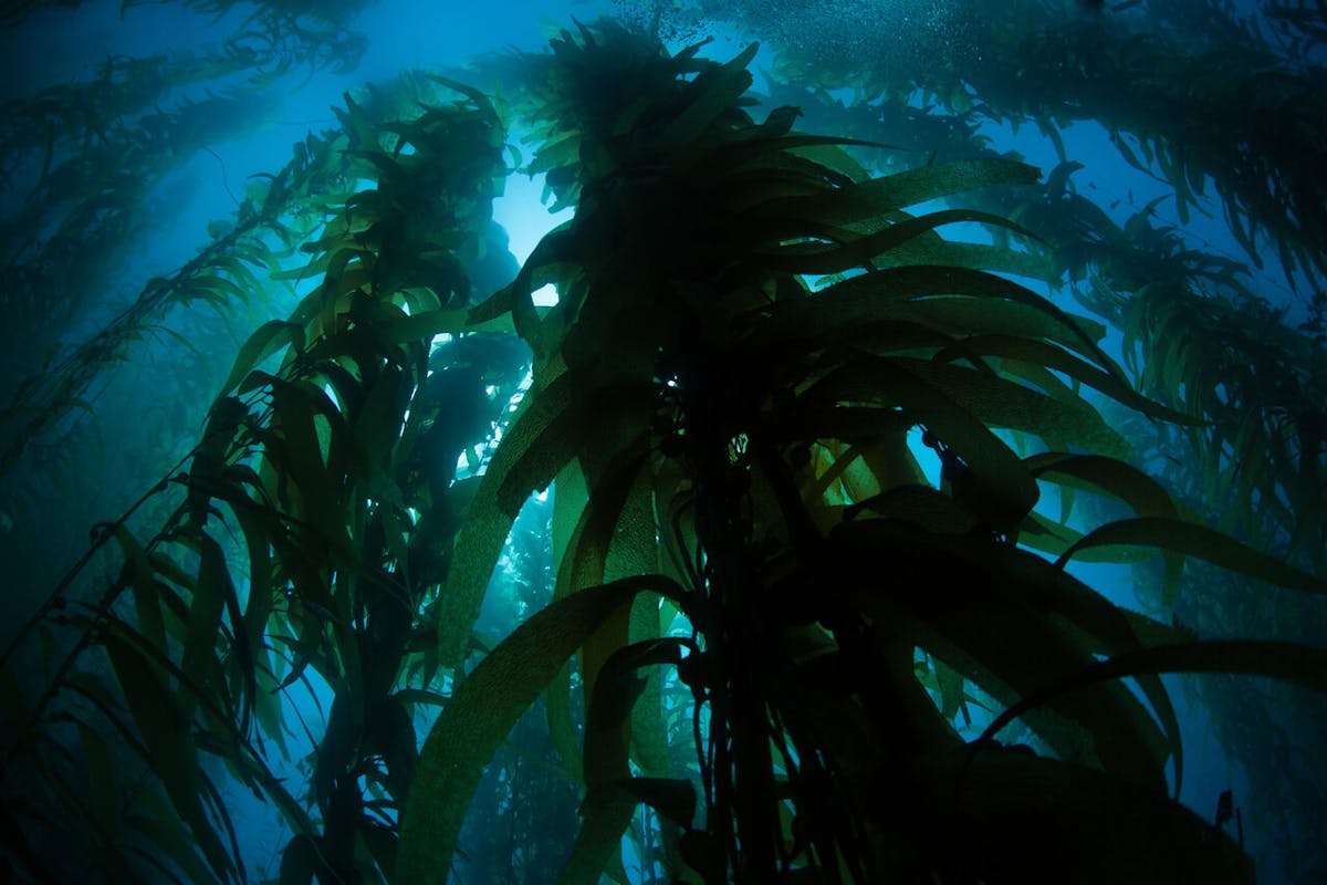 How tiger sharks helped discover the world's largest seagrass