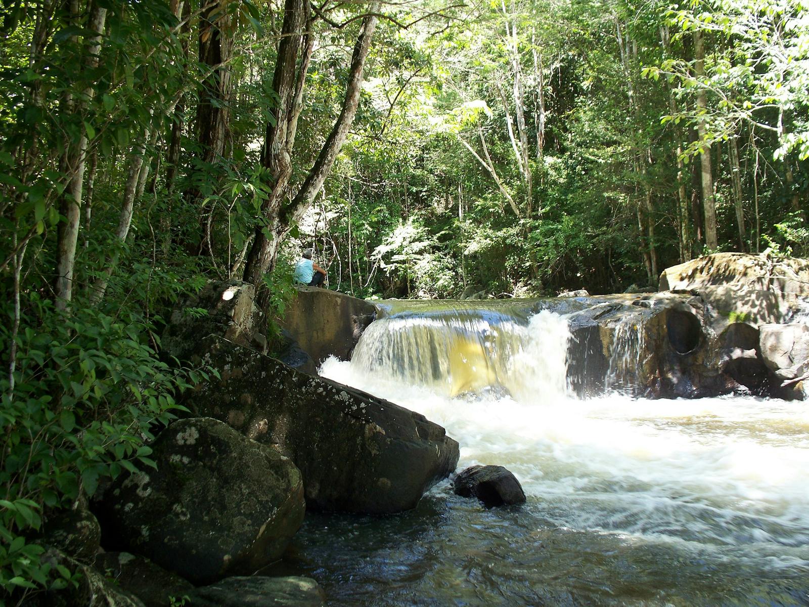 Guianan Lowland Moist Forests