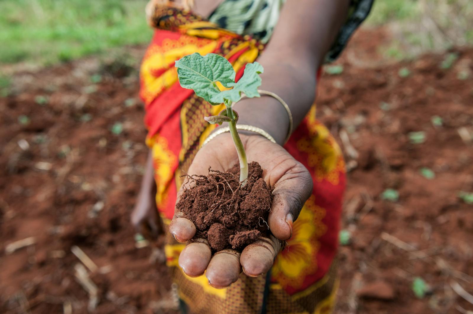 Agriculture