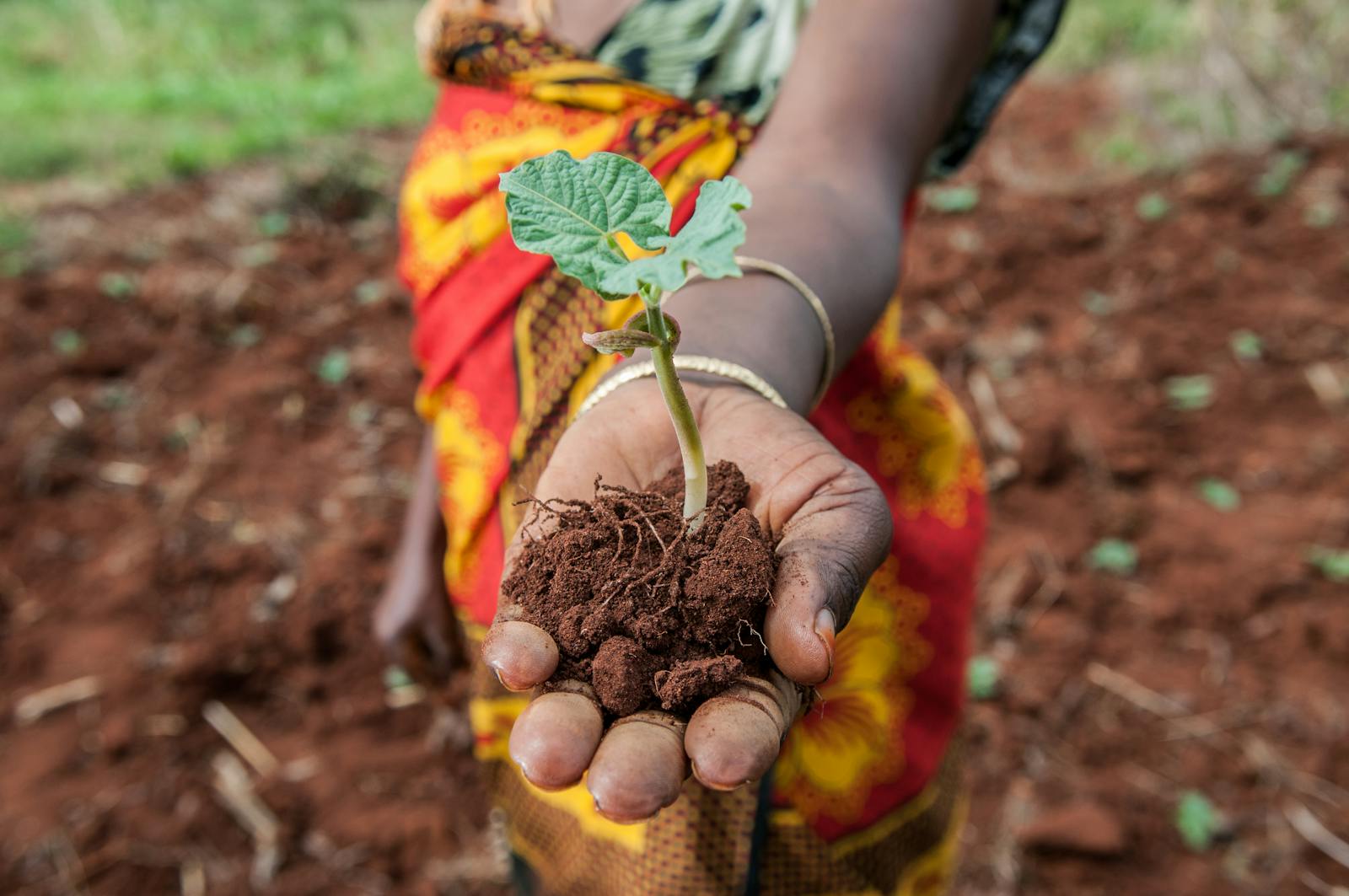 Agriculture | One Earth