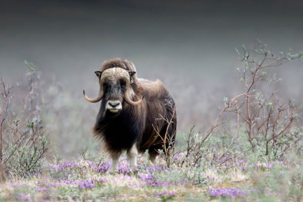 The magnificent Arctic muskox: Ice Age survivor