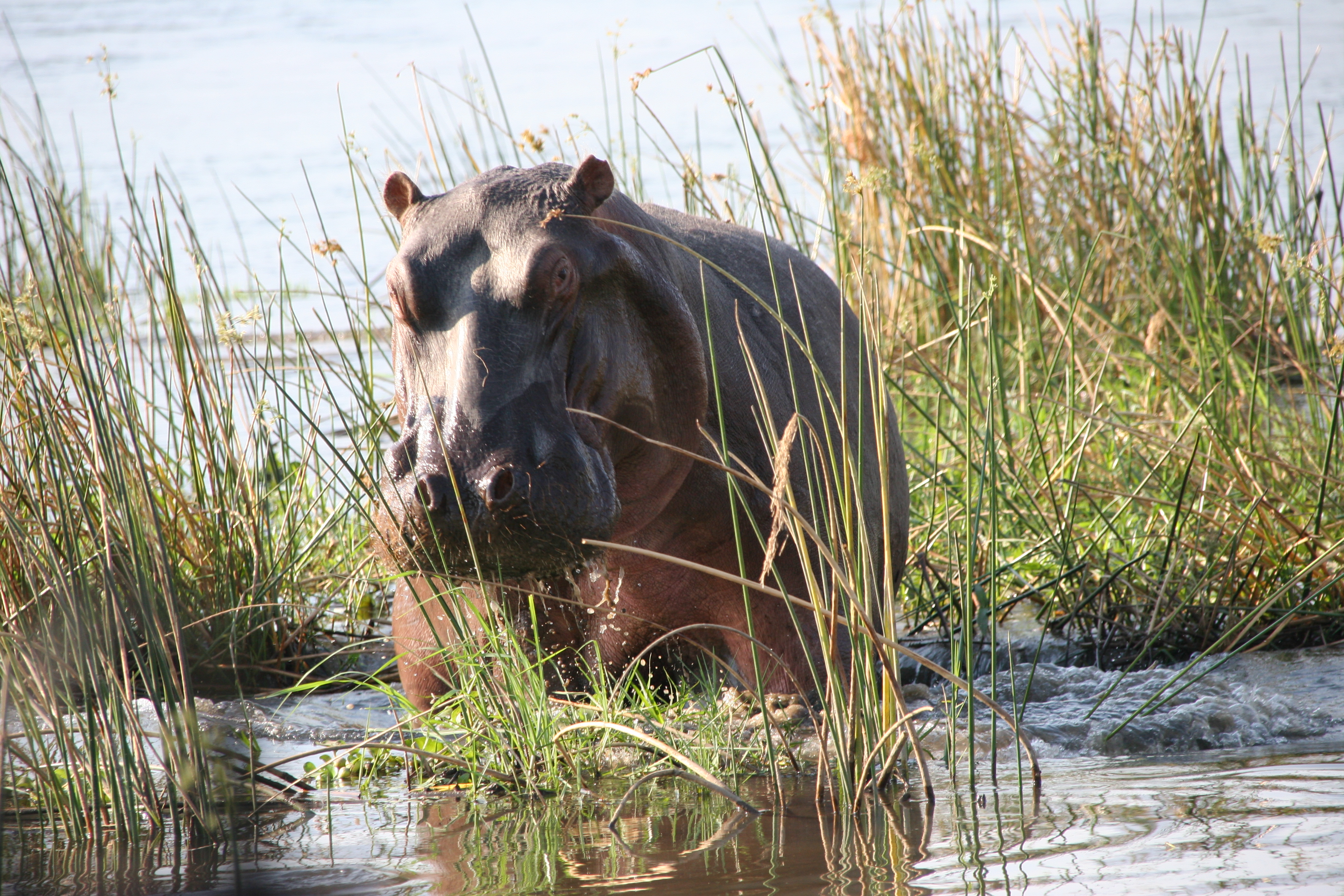 A hippo emerges from the Zambezi at Mana Pools in northern Zimbabwe. The area, part of a World Heritage Site. Image Credit: Terry Feuerborn, Creative Commons via Flickr.