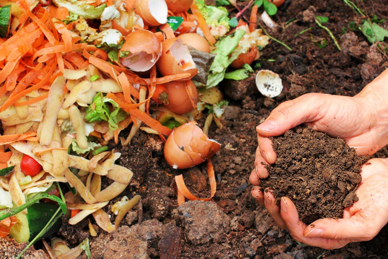 Maggots in Compost Bins: Prevention Methods + Solutions – Lomi