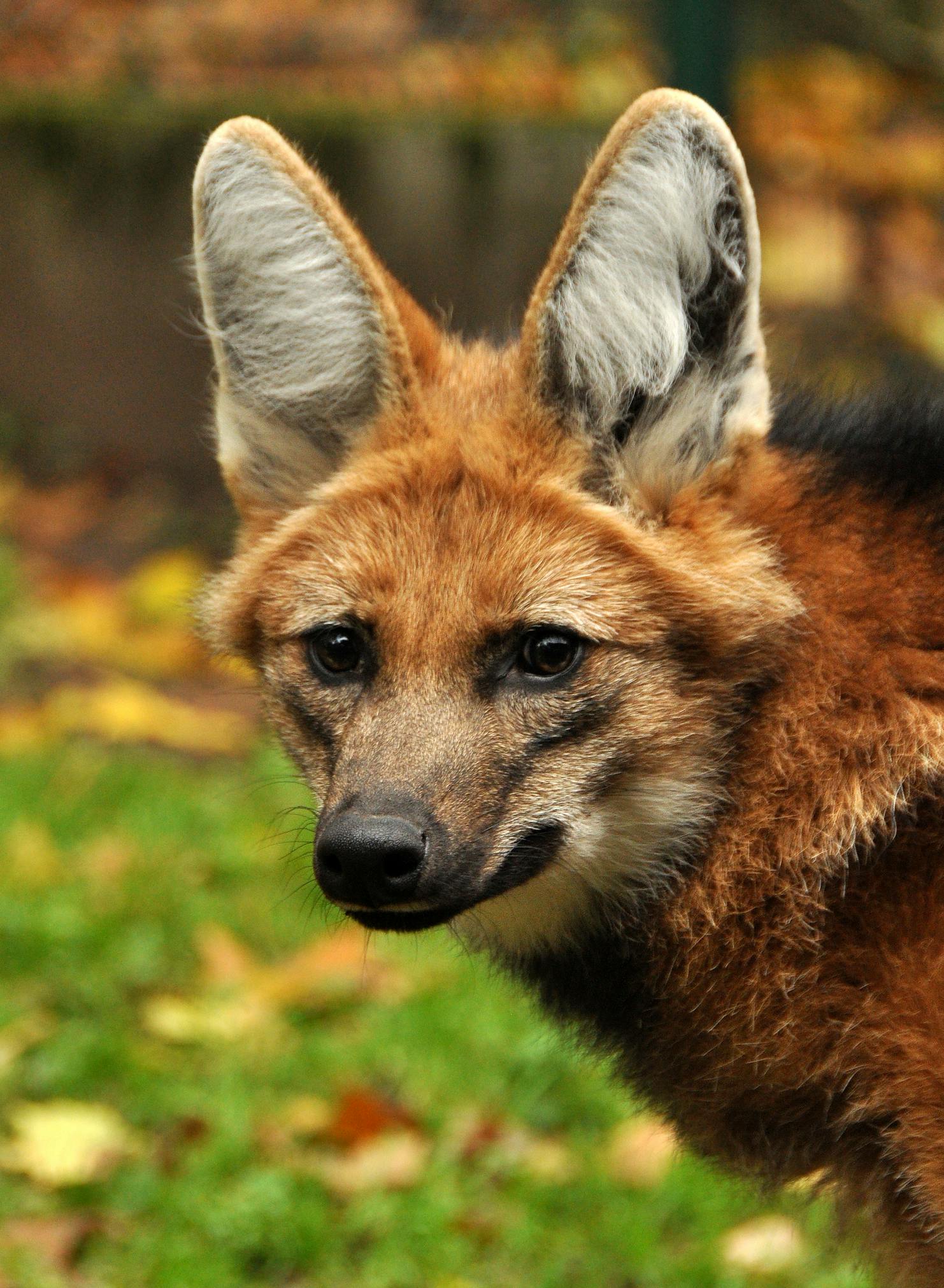 Close up of a maned wolf, showcasing their large ears. Image Credit: © Zanna Peshnina, Dreamstime.