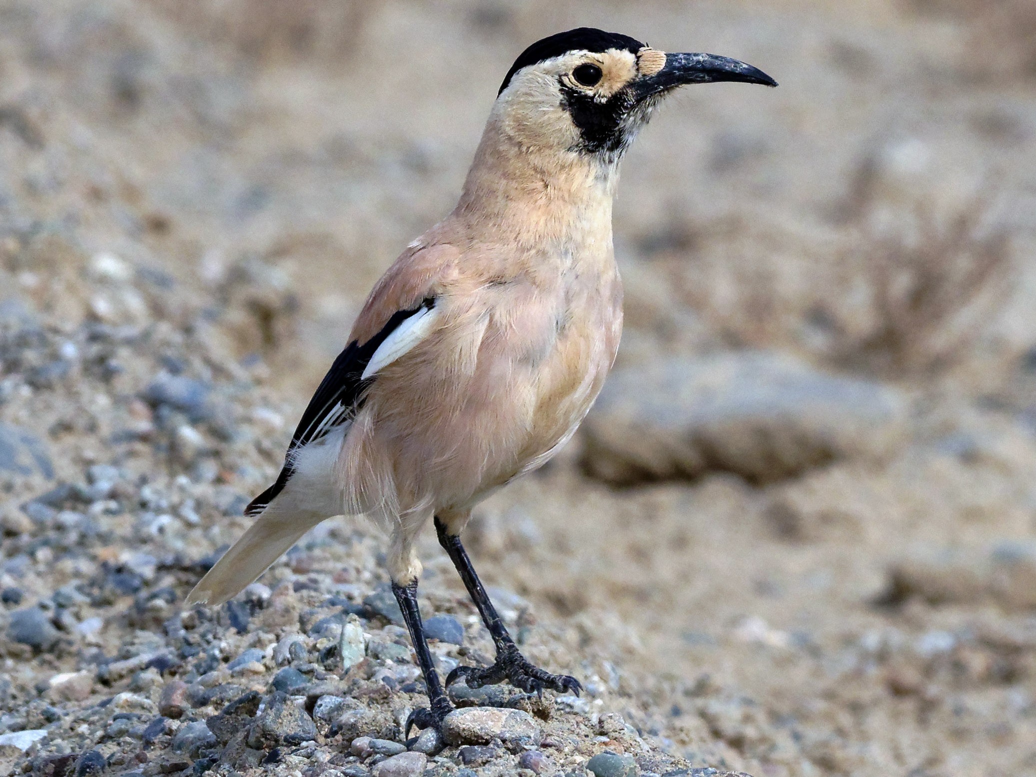 Xinjiang ground jay. Image Credit: © Vincent Wang, eBird.