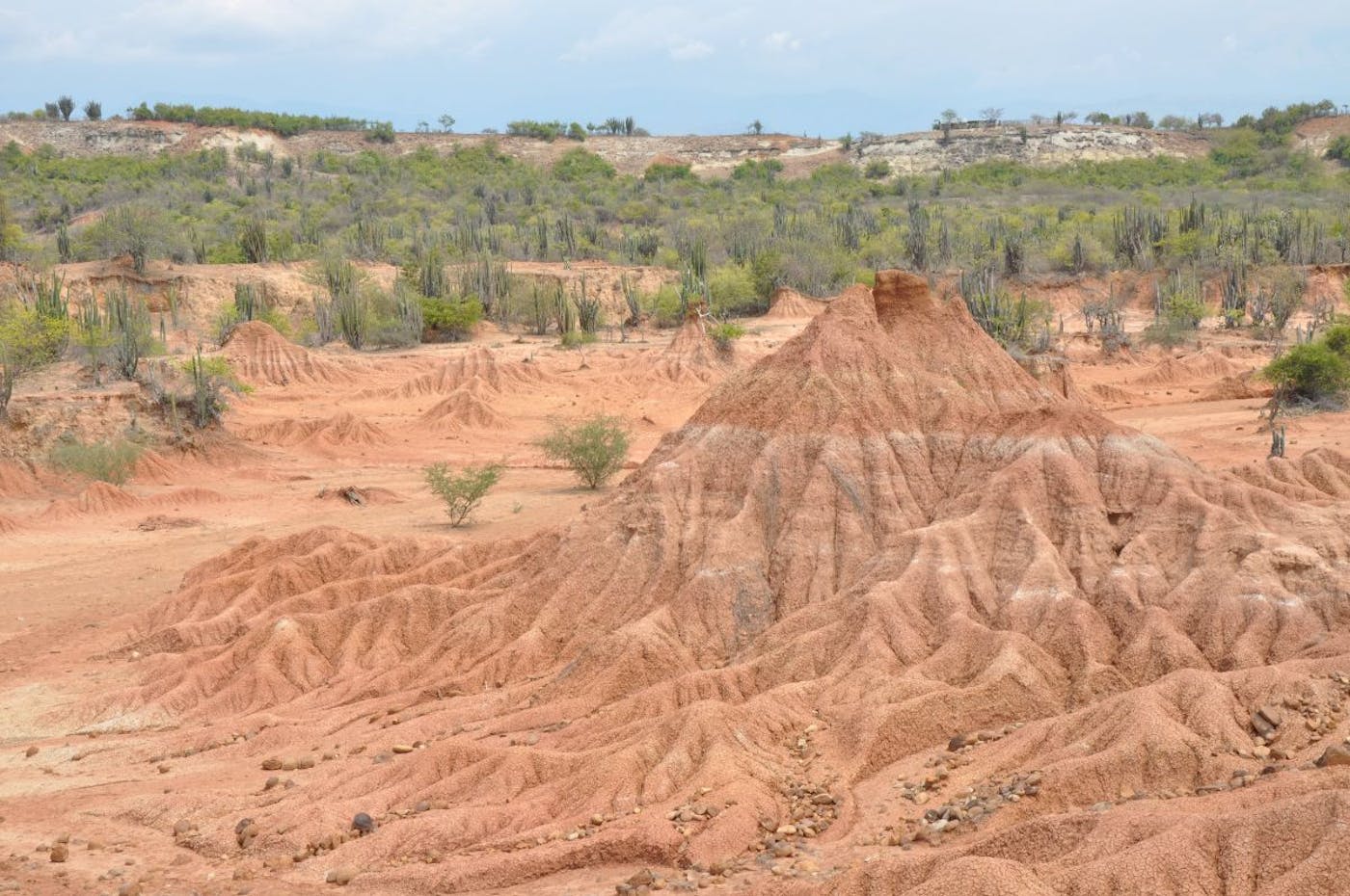 Andean Mountain Forests & Valleys (NT11)