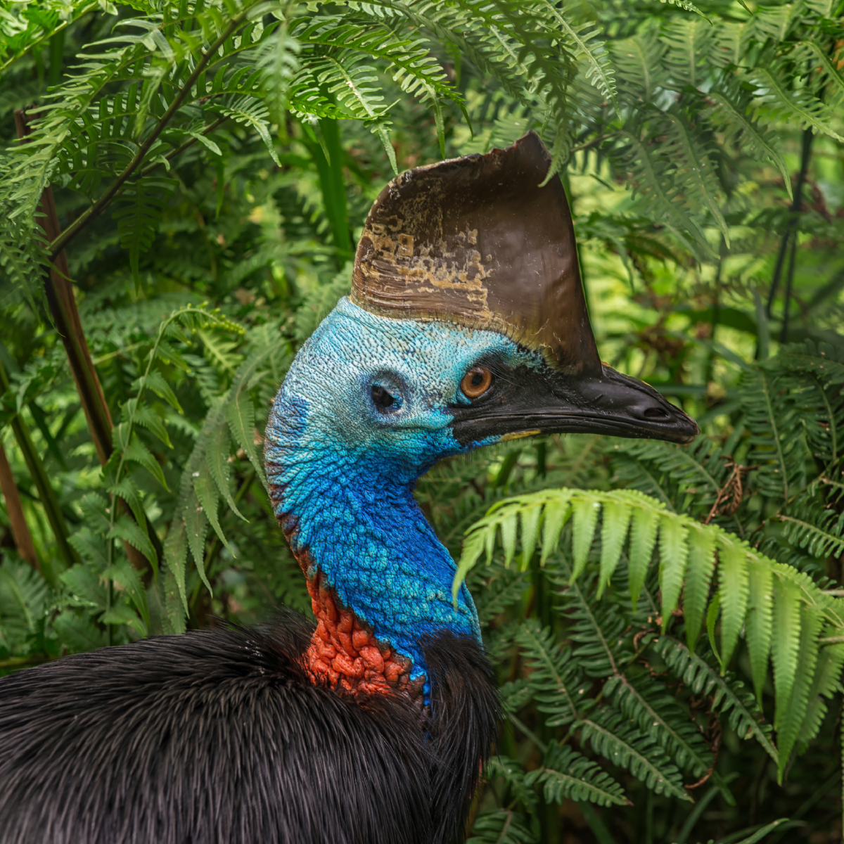 Southern Cassowary