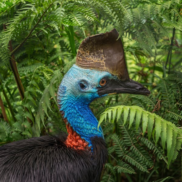 Southern cassowary: 'living dinosaur' gardeners of the Daintree Rainforest