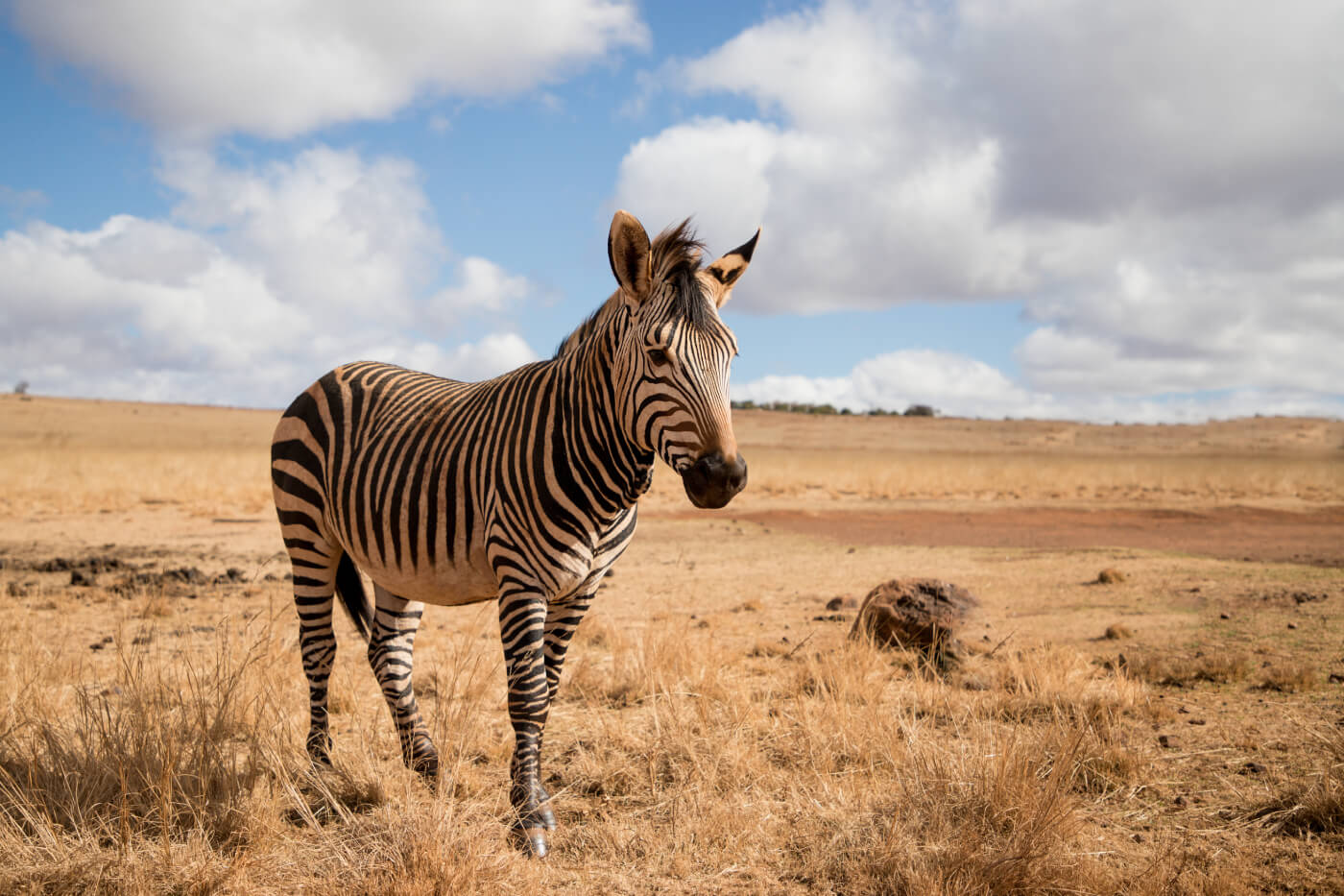 Lonely beautiful hartmann's mountain zebra.