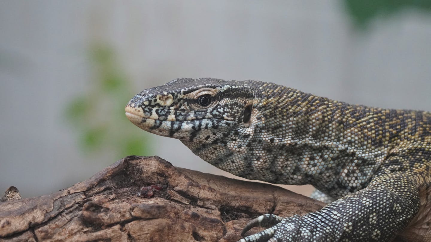 The Nile monitor: Guardian of Africa’s waterways